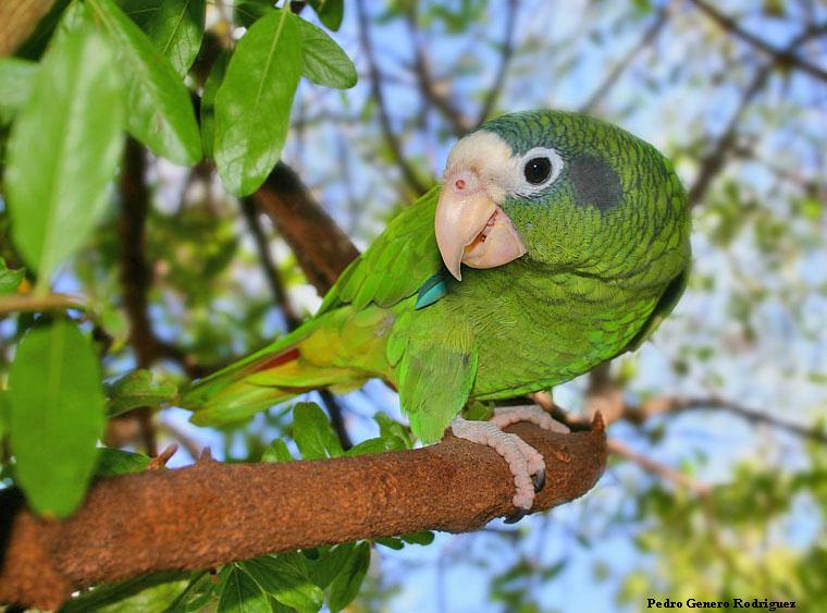 Hispaniolan parrot
